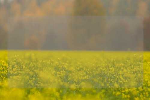 한국어판 게임의 매력과 발전 가능성