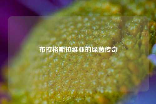 布拉格斯拉维亚的绿茵传奇