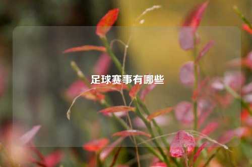 足球赛事有哪些